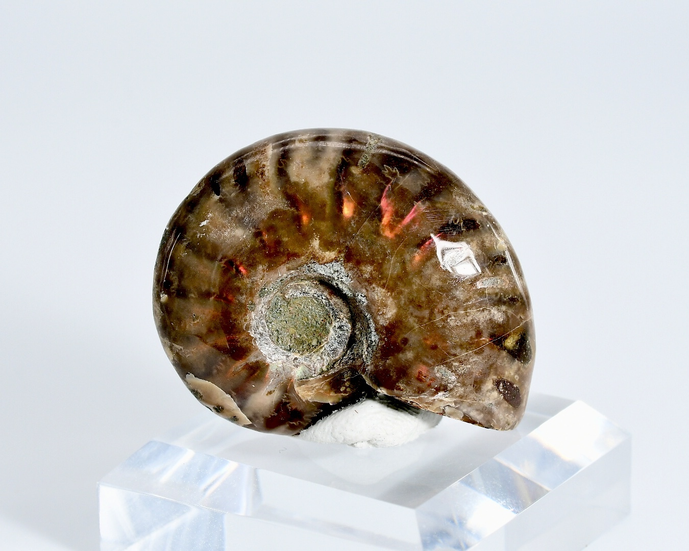 anm1 9.4g マダガスカル産 アンモナイト クレオニセラス Ammonite